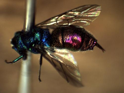 Réf. 297 084 : Chrysis corusca